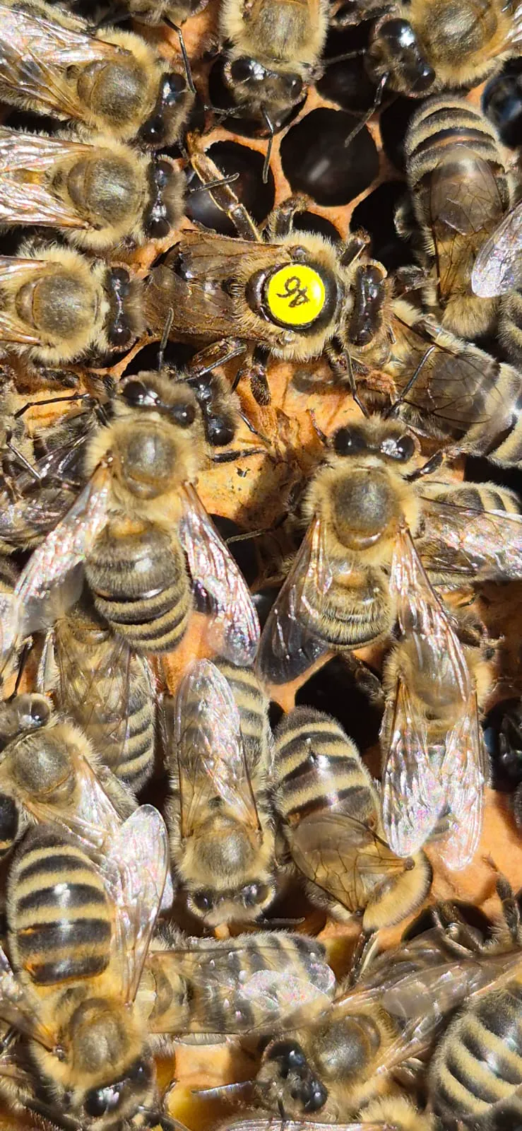Bee hive and honey production
